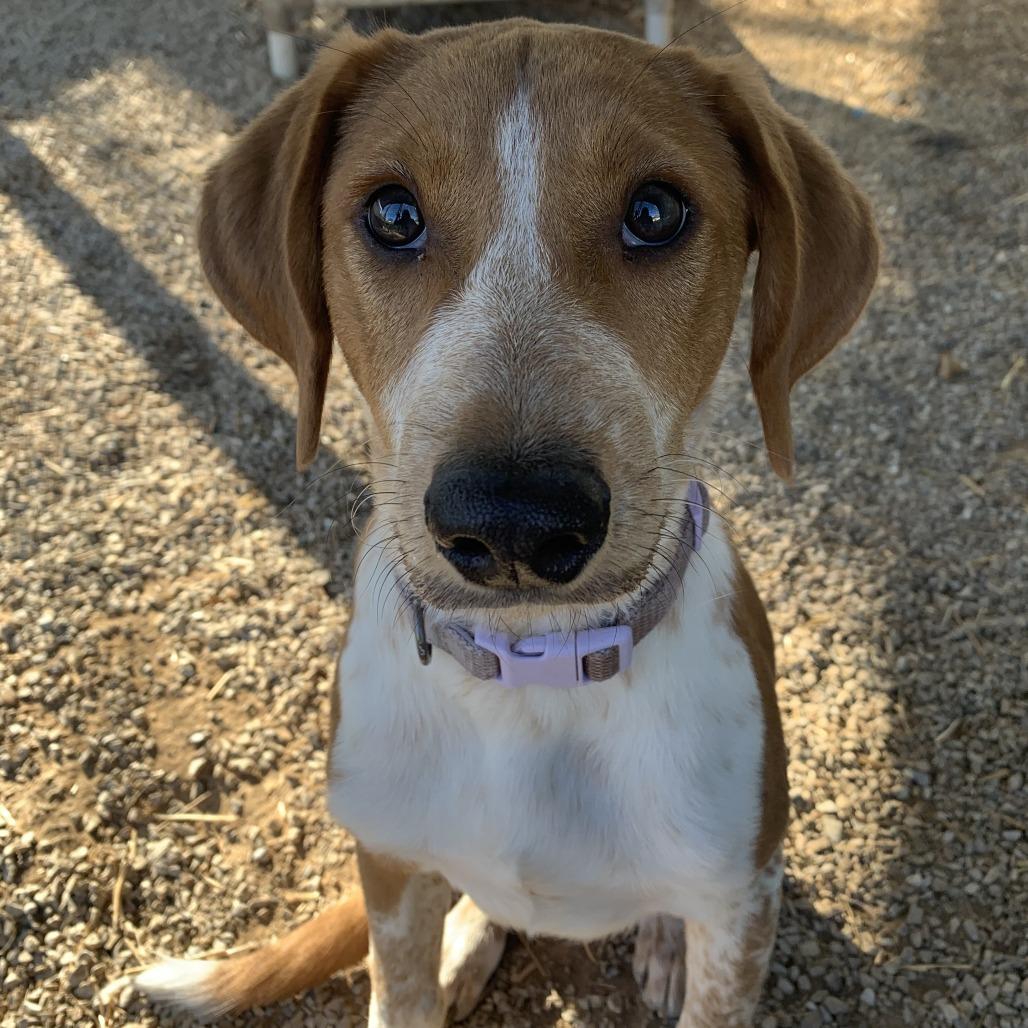 Enlarge Jax, a Adoptable mixed breed in Washburn, MO image 1/1