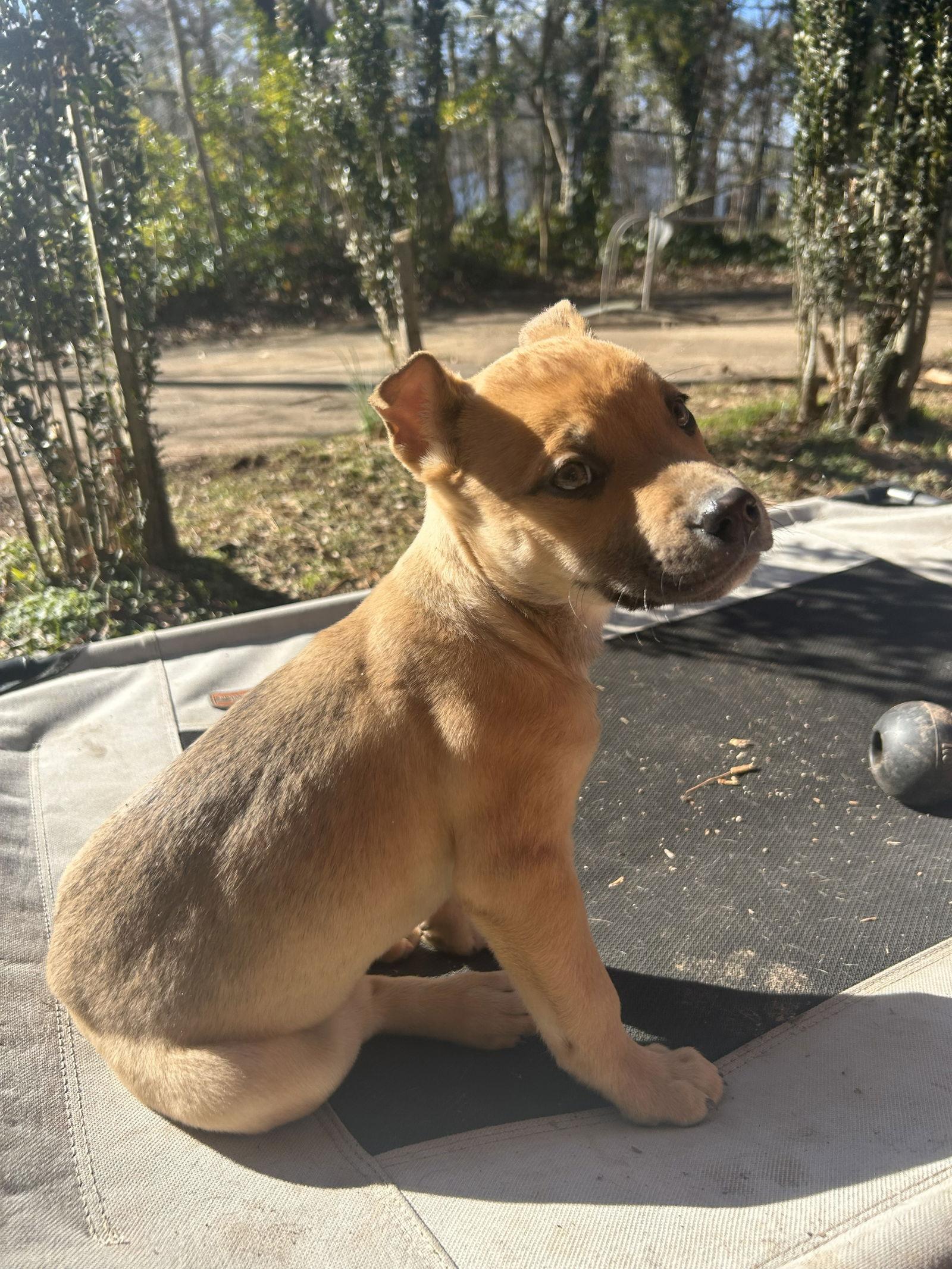 Enlarge Newt, a Adopted Mixed Breed in Durham, NC image 3/3