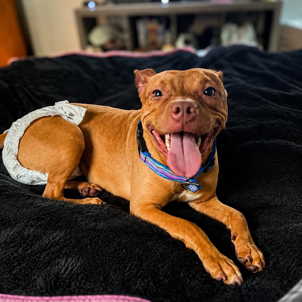 D14 "Honey", Adoptable, Adult Female Pit Bull Terrier.