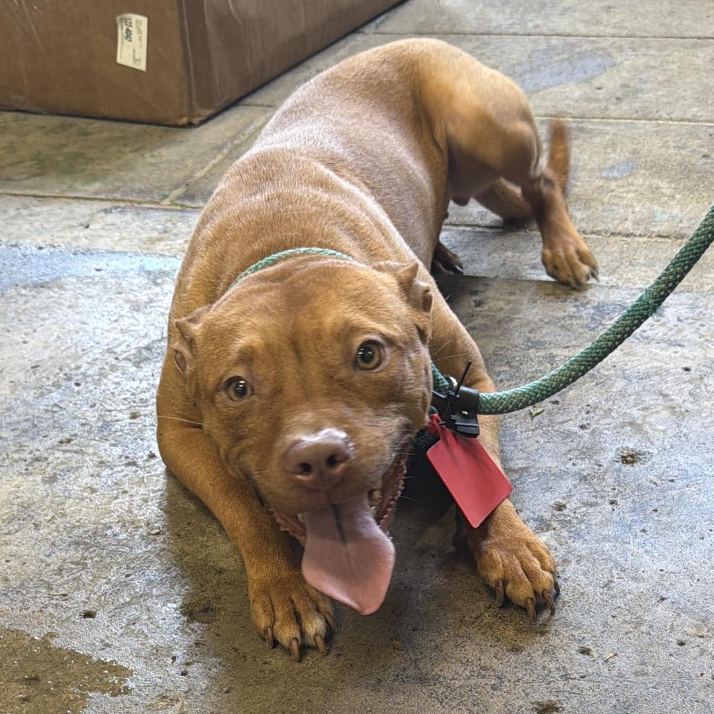 Enlarge D14 "Honey", a Adoptable Pit Bull Terrier in Valparaiso, IN image 2/5