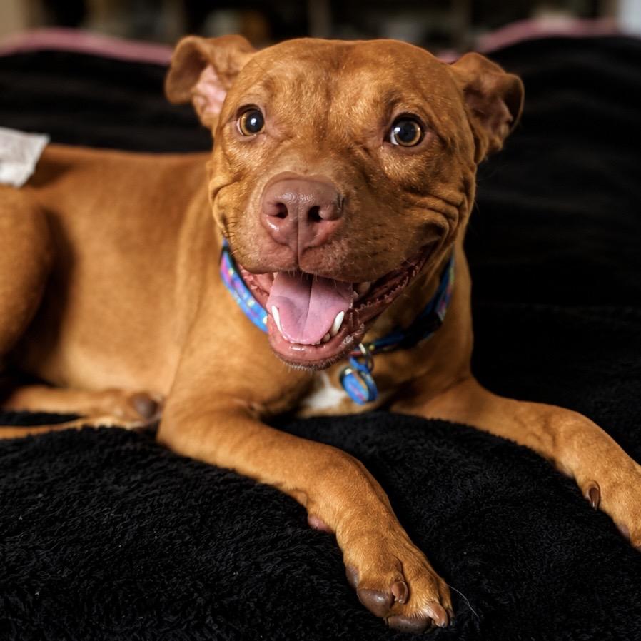Enlarge D14 "Honey", a Adoptable Pit Bull Terrier in Valparaiso, IN image 3/5