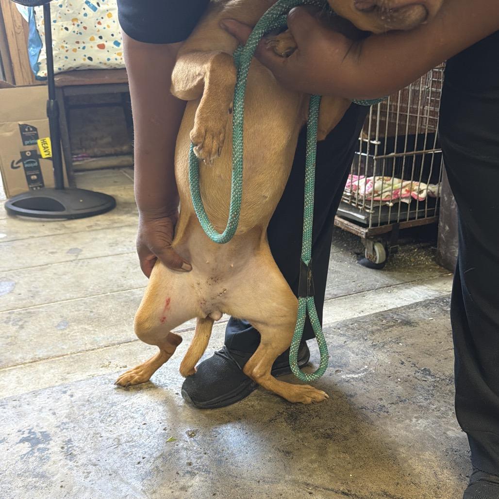 Enlarge D14 "Honey", a Adoptable Pit Bull Terrier in Valparaiso, IN image 4/5