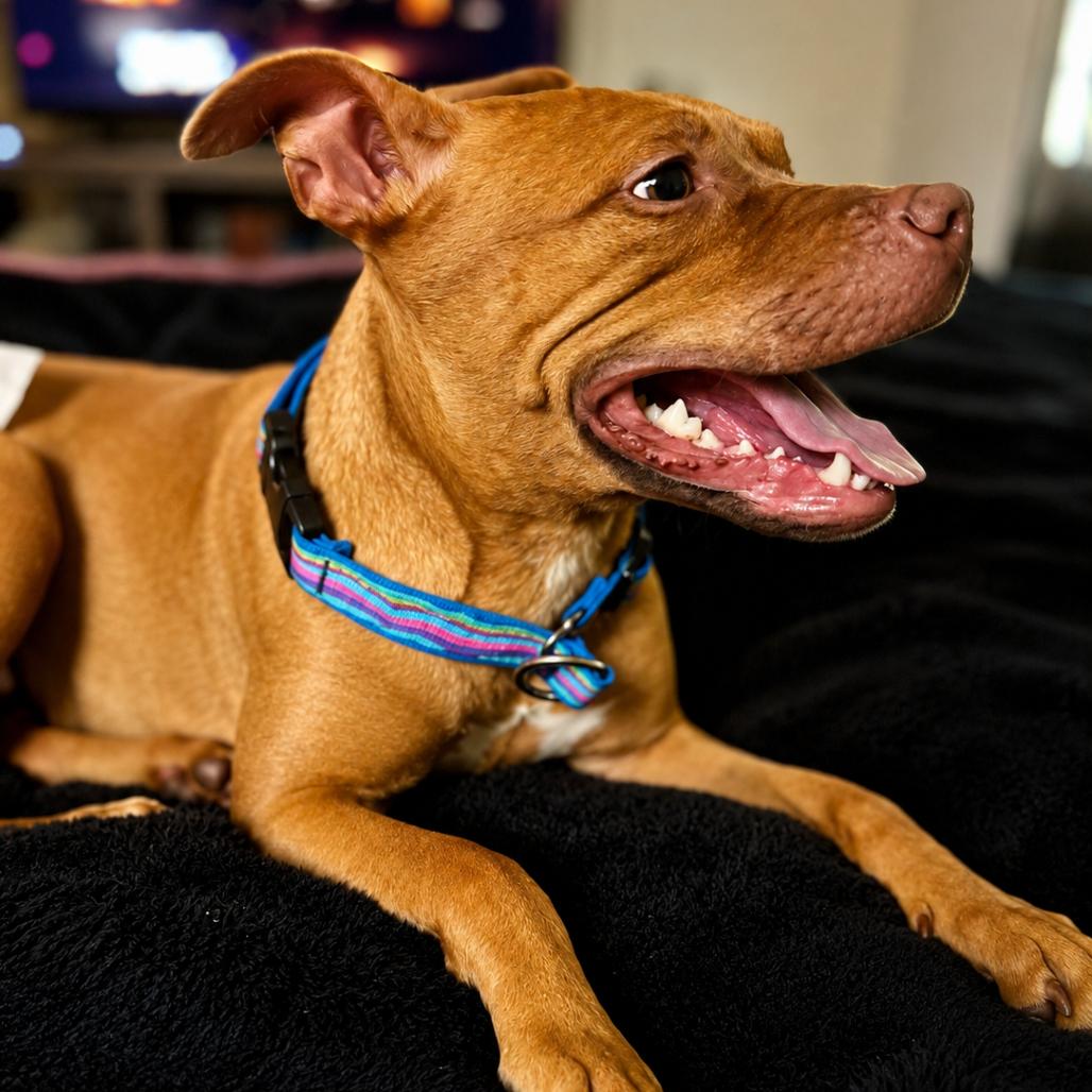 Enlarge D14 "Honey", a Adoptable Pit Bull Terrier in Valparaiso, IN image 5/5