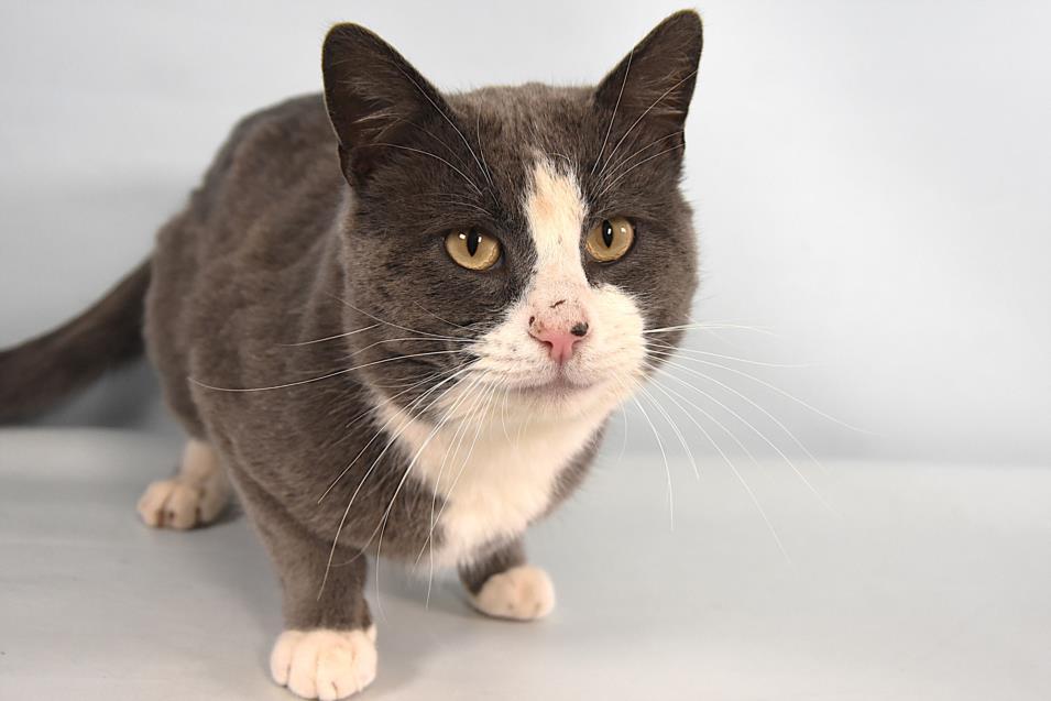 JAMESON, Adoptable, Adult Male Domestic Short Hair.