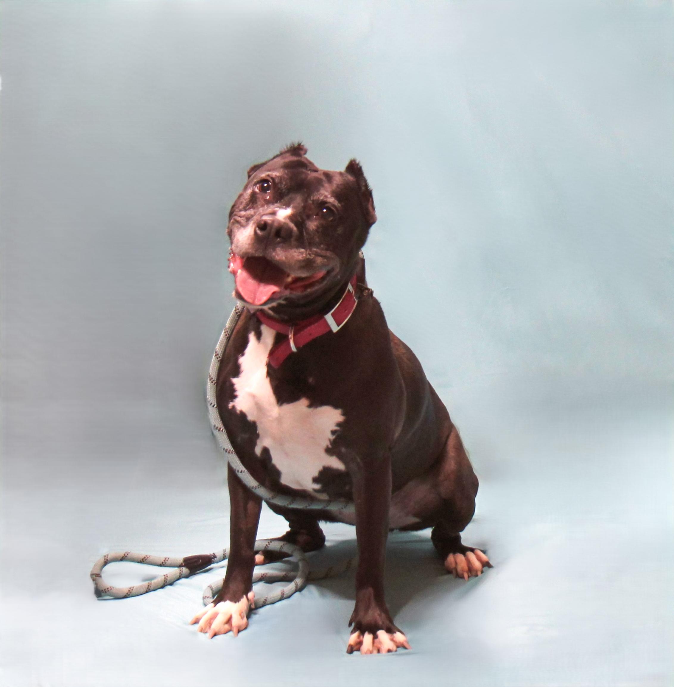 Enlarge Cadie, a Adoptable mixed breed in Plain City, OH image 1/5