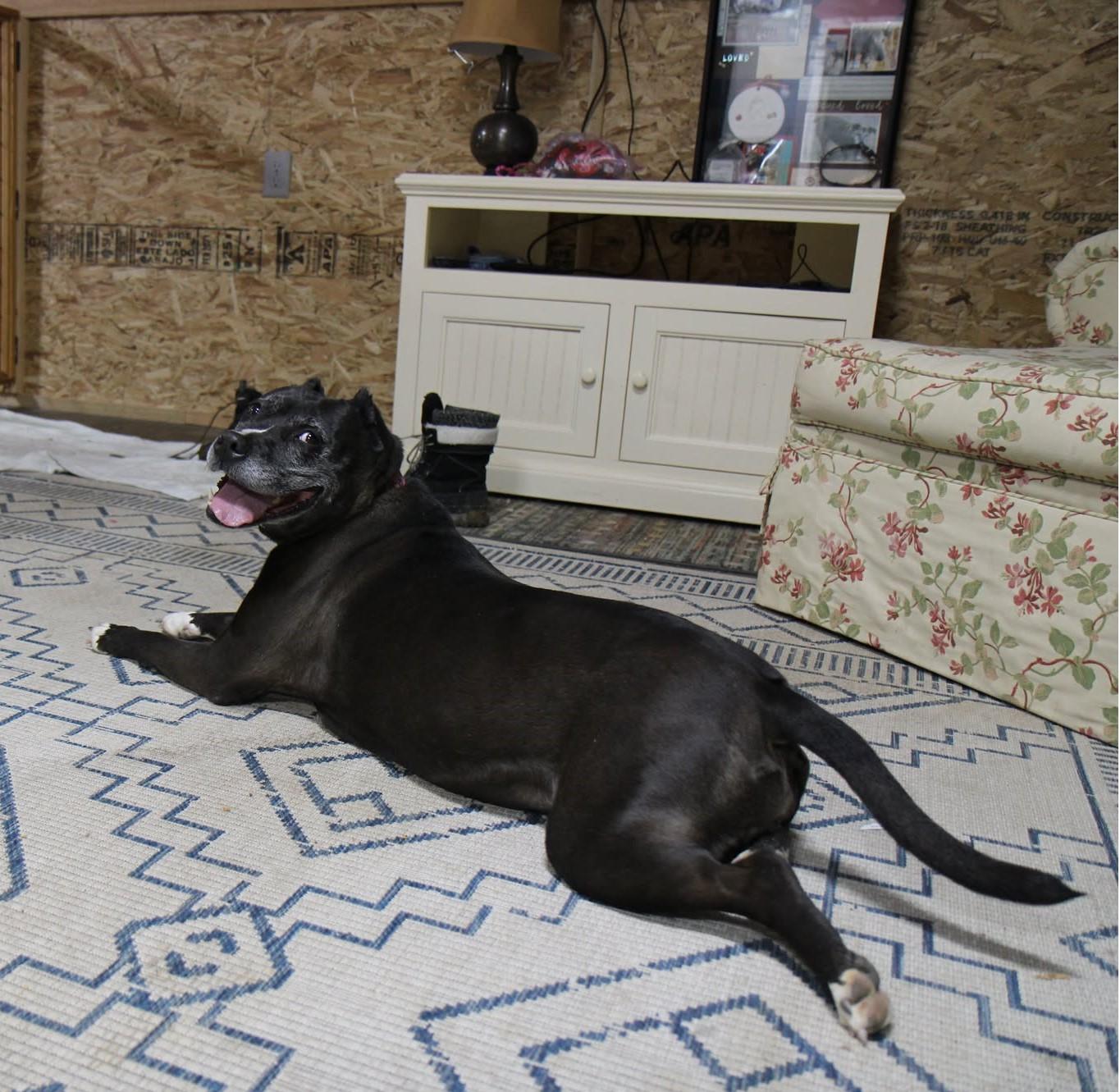 Enlarge Cadie, a Adoptable mixed breed in Plain City, OH image 2/5