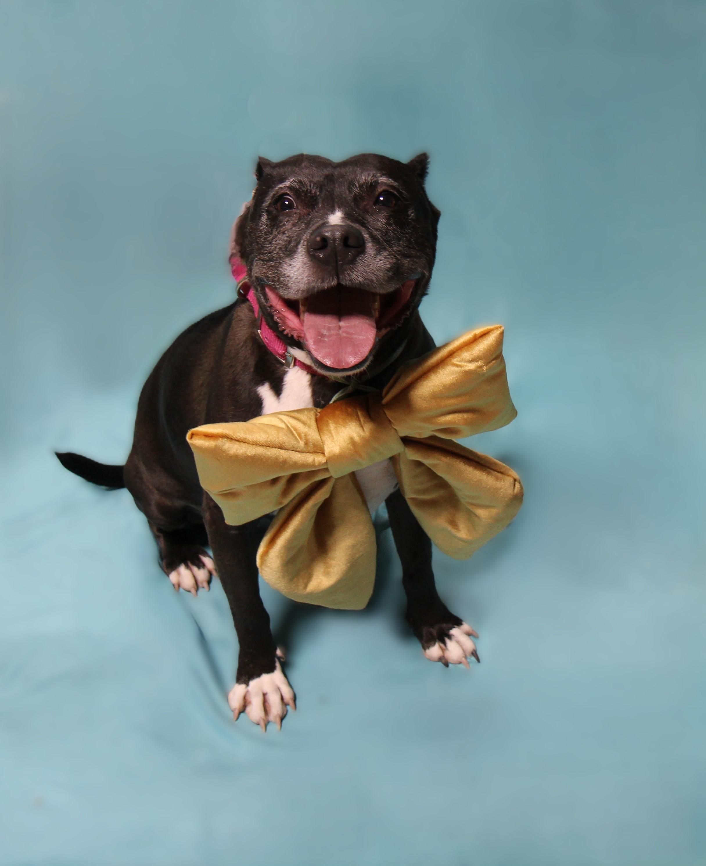 Enlarge Cadie, a Adoptable mixed breed in Plain City, OH image 3/5