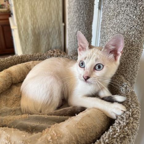 Candy, Adoptable, Young Female Siamese & Snowshoe.