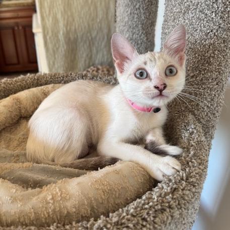 Enlarge Candy, a Adoptable mixed breed in Agoura Hills, CA image 2/3