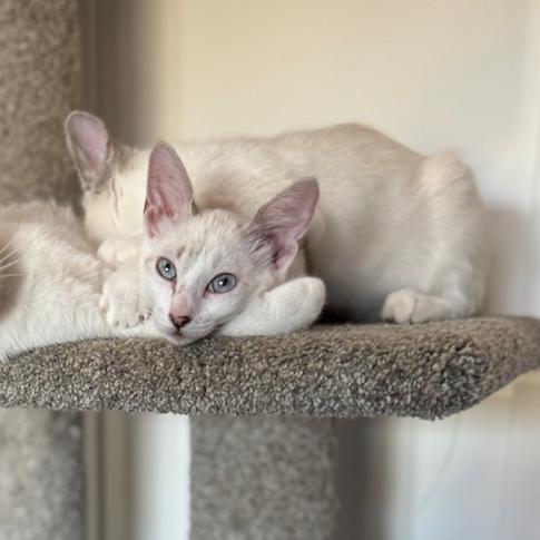 Enlarge Candy, a Adoptable mixed breed in Agoura Hills, CA image 3/3