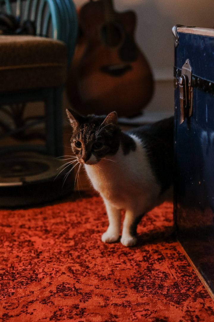 Lucie, Adopted, Senior Female Domestic Short Hair.