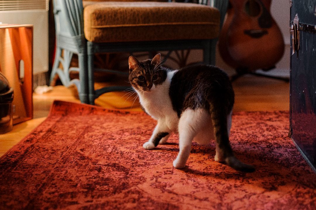 Enlarge Lucie, a Adopted Domestic Short Hair in Montreal, QC image 2/6