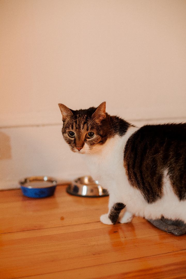 Enlarge Lucie, a Adopted Domestic Short Hair in Montreal, QC image 3/6