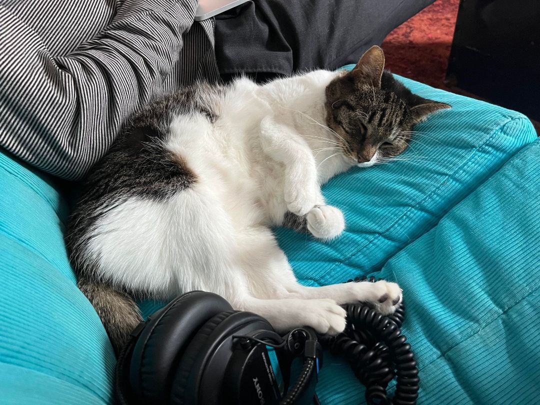 Enlarge Lucie, a Adopted Domestic Short Hair in Montreal, QC image 4/6