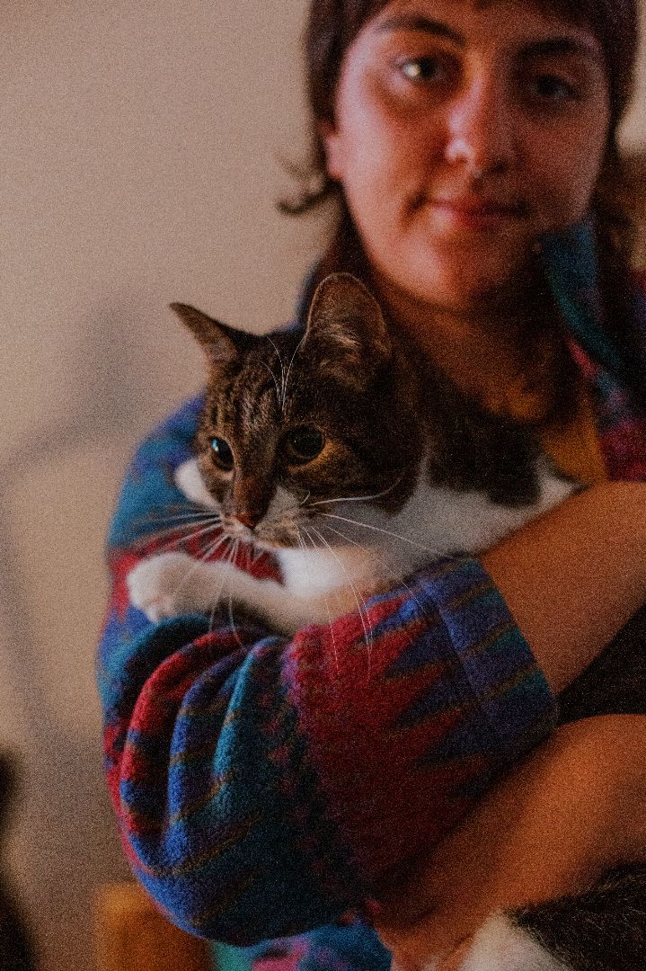 Enlarge Lucie, a Adopted Domestic Short Hair in Montreal, QC image 5/6