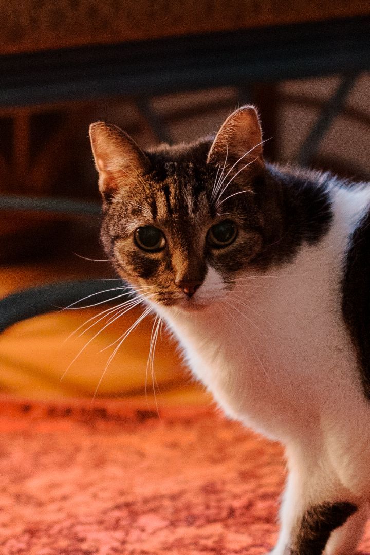 Enlarge Lucie, a Adopted Domestic Short Hair in Montreal, QC image 6/6