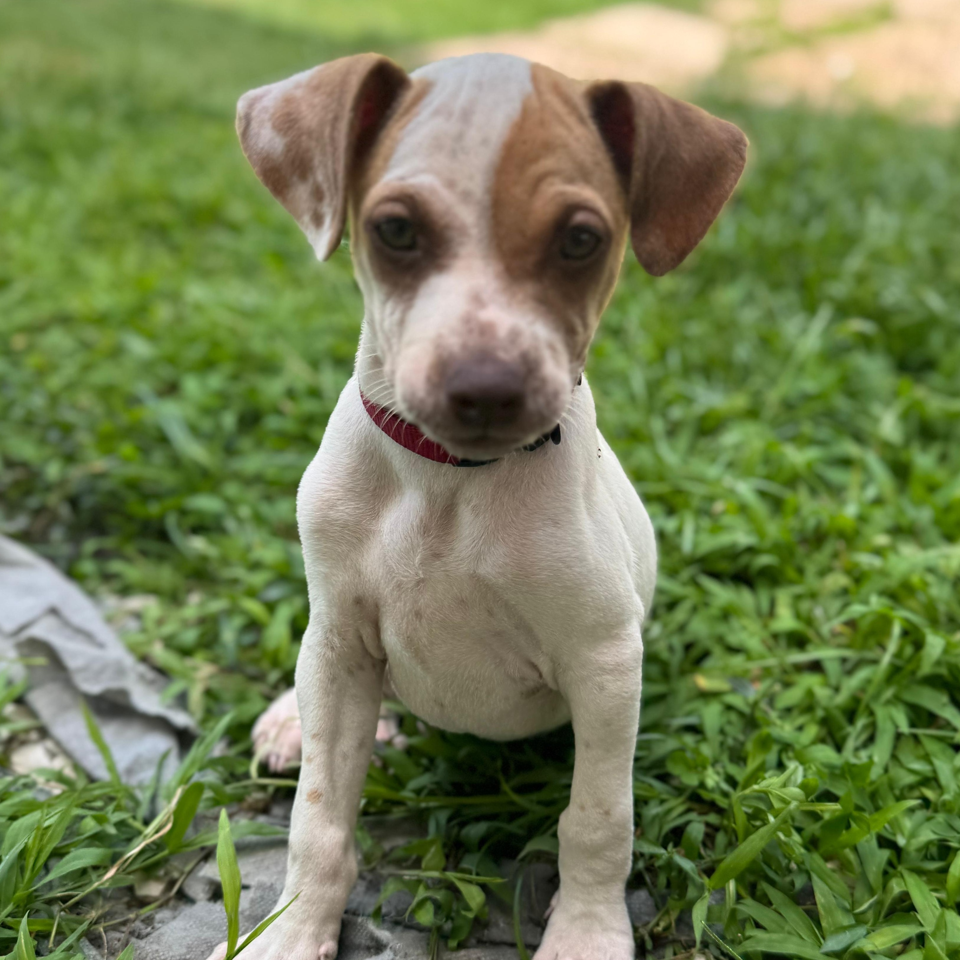 Louie, the Silly Boy, adoptable, Puppy Male Beagle.