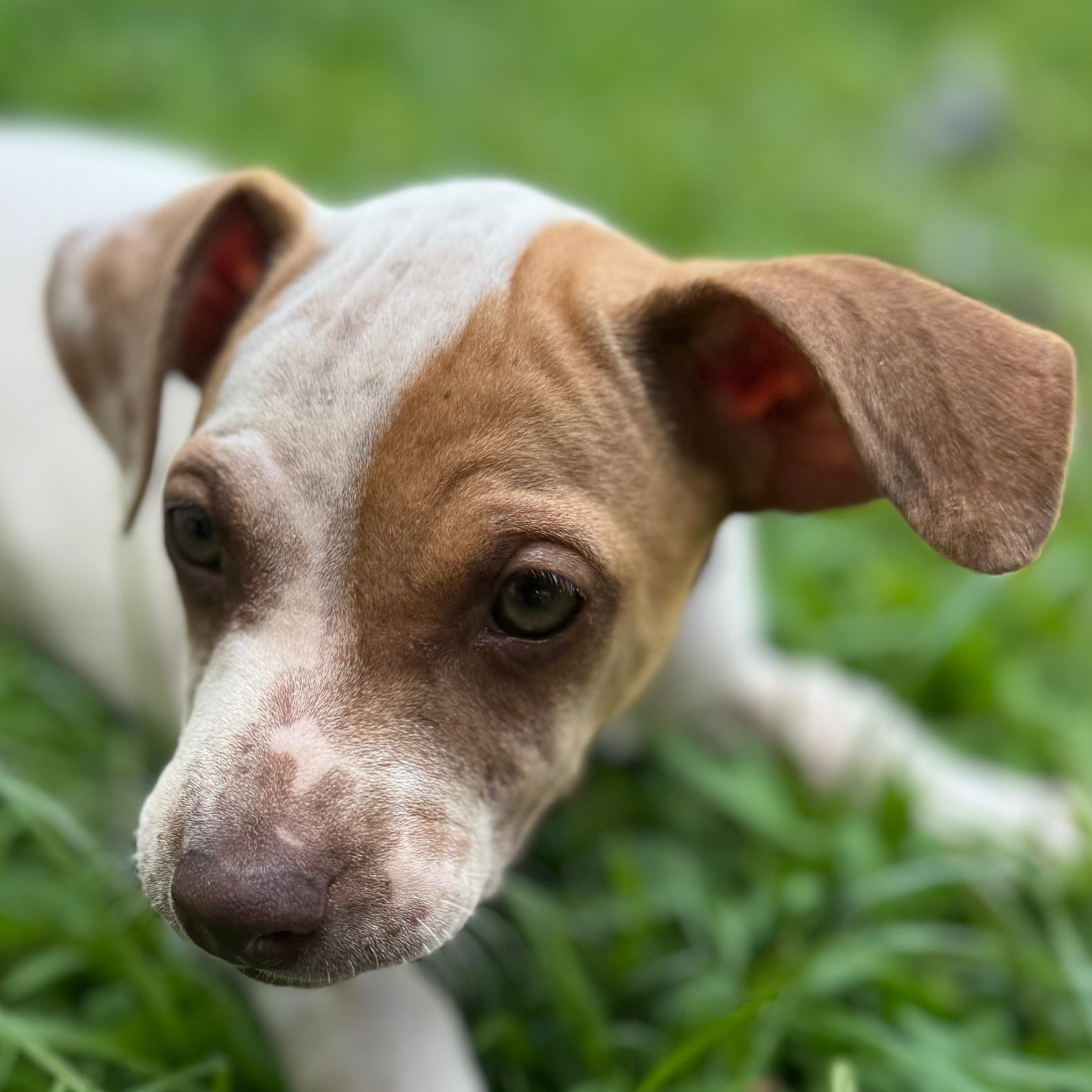 Enlarge Louie, the Silly Boy, an adoptable mixed breed in OCEAN, NJ image 3/6