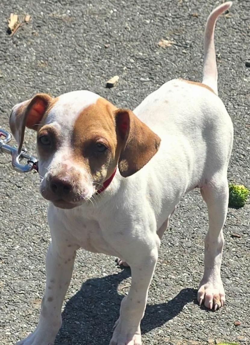 Enlarge Louie, the Silly Boy, an adoptable mixed breed in OCEAN, NJ image 4/6