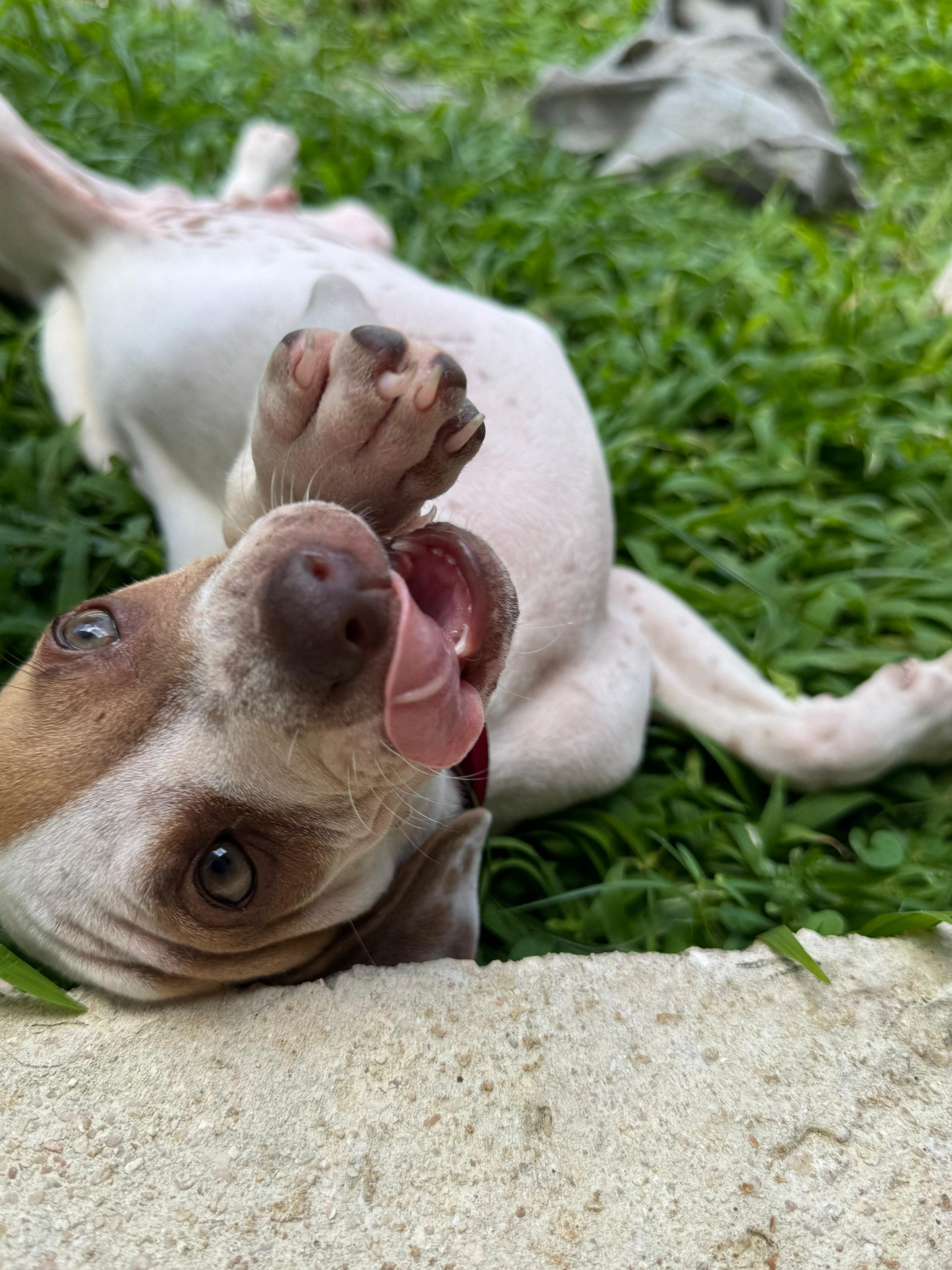 Enlarge Louie, the Silly Boy, an adoptable mixed breed in OCEAN, NJ image 2/6