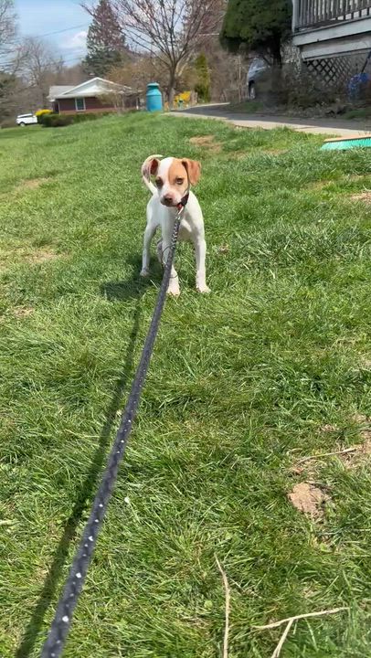 Enlarge Louie, the Silly Boy, an adoptable mixed breed in OCEAN, NJ video 6/6