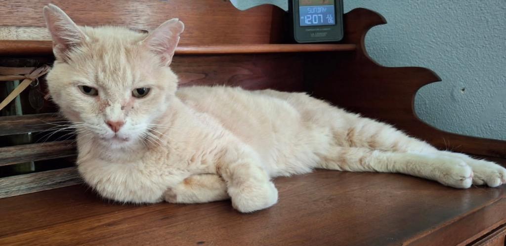 Beau, Adoptable, Senior Male Domestic Short Hair.