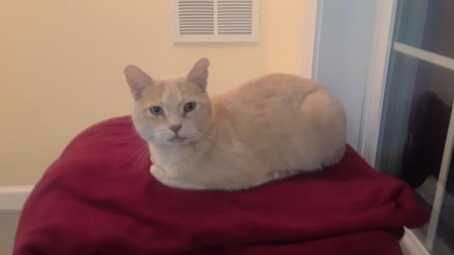 Enlarge Beau, a Adoptable mixed breed in Ballwin, MO image 4/4