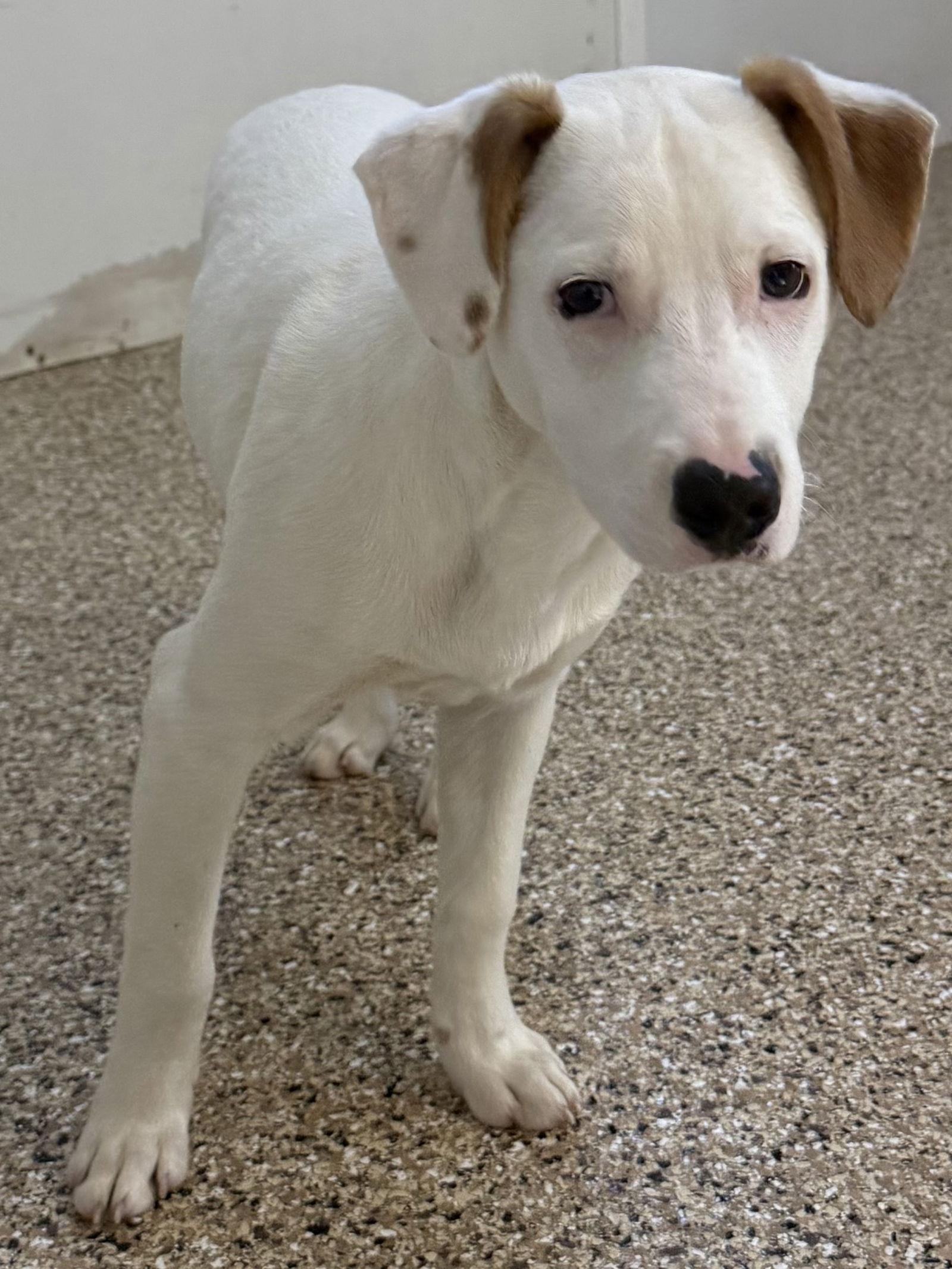 Ollie, Adoptable, Young Male Rat Terrier & Hound.