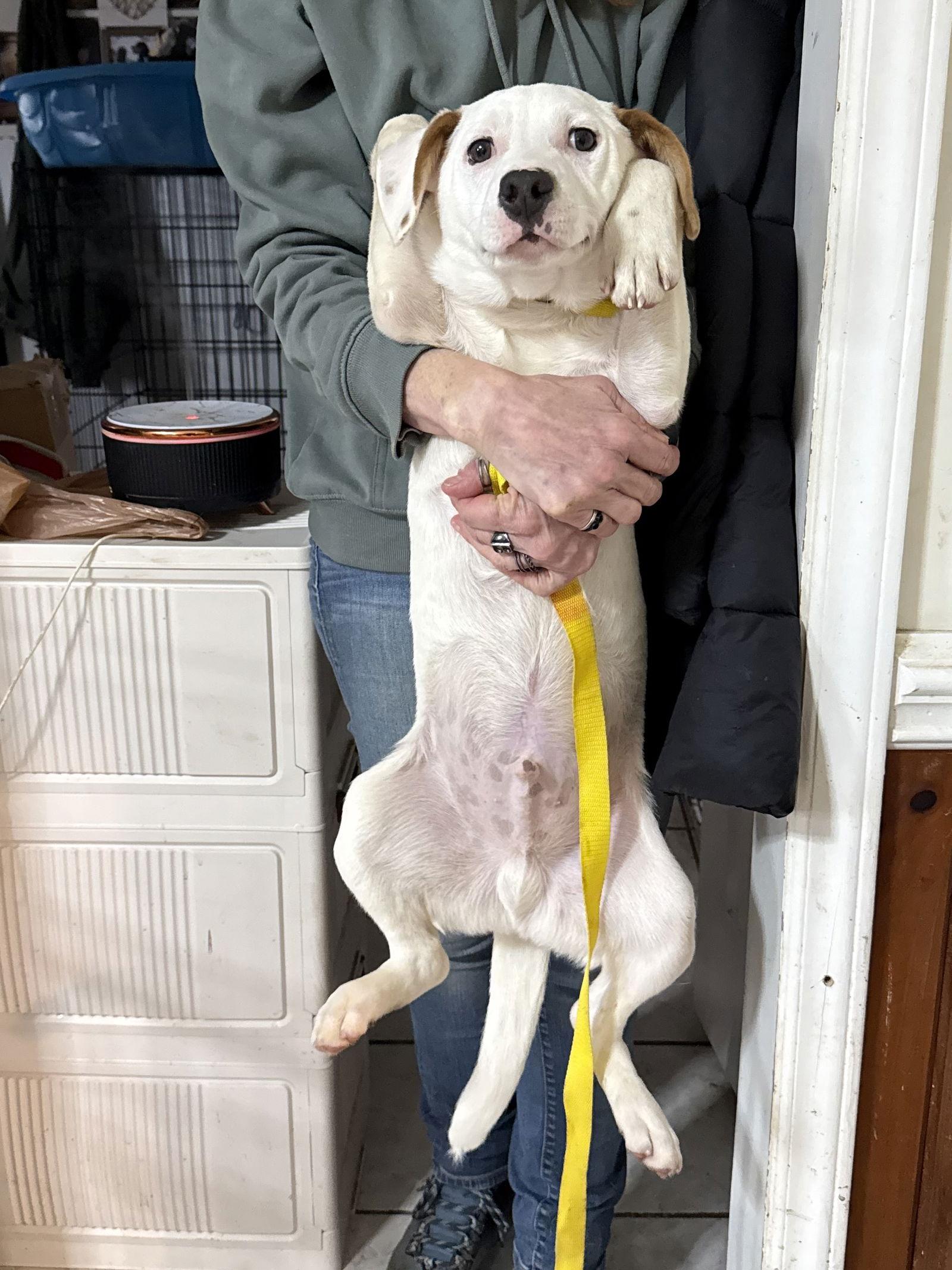 Enlarge Ollie, a Adoptable mixed breed in Mooresville, NC image 2/3