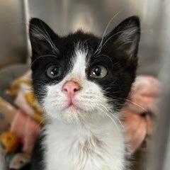 Rudy ll, Adoptable, Kitten Male American Shorthair.