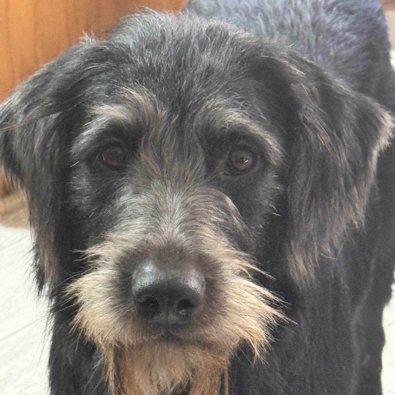Winston, adopted, Young Male Labrador Retriever.