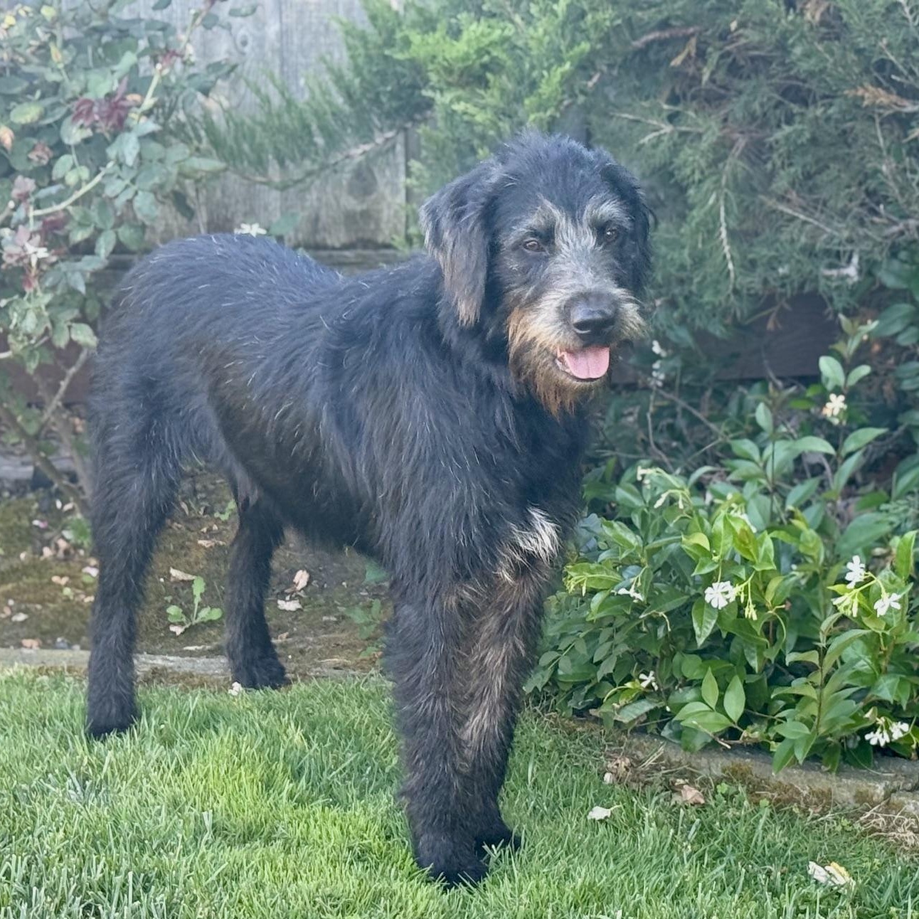 Winston, an adopted mixed breed in Pleasanton, CA image 5/5
