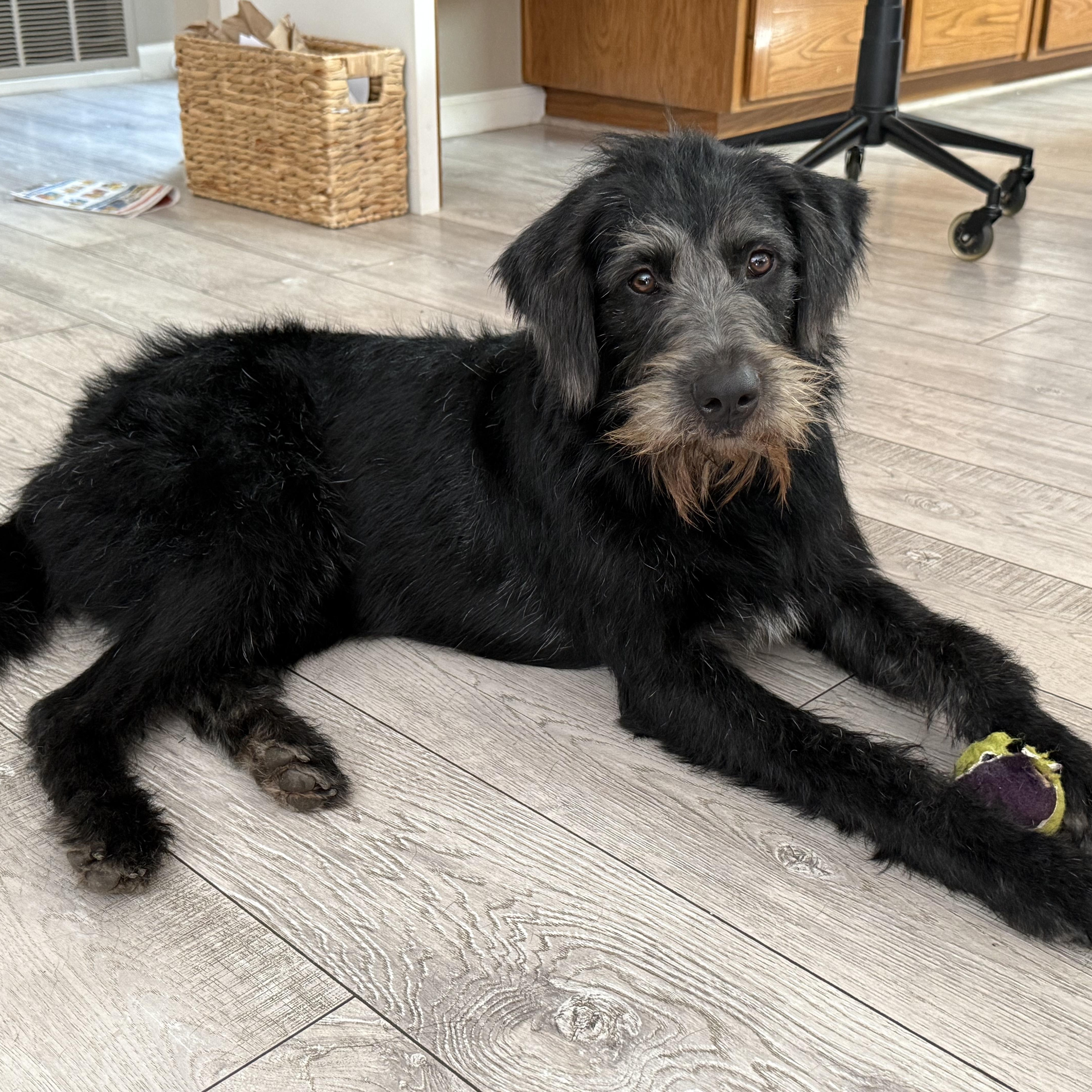 Winston, an adopted mixed breed in Pleasanton, CA image 4/5