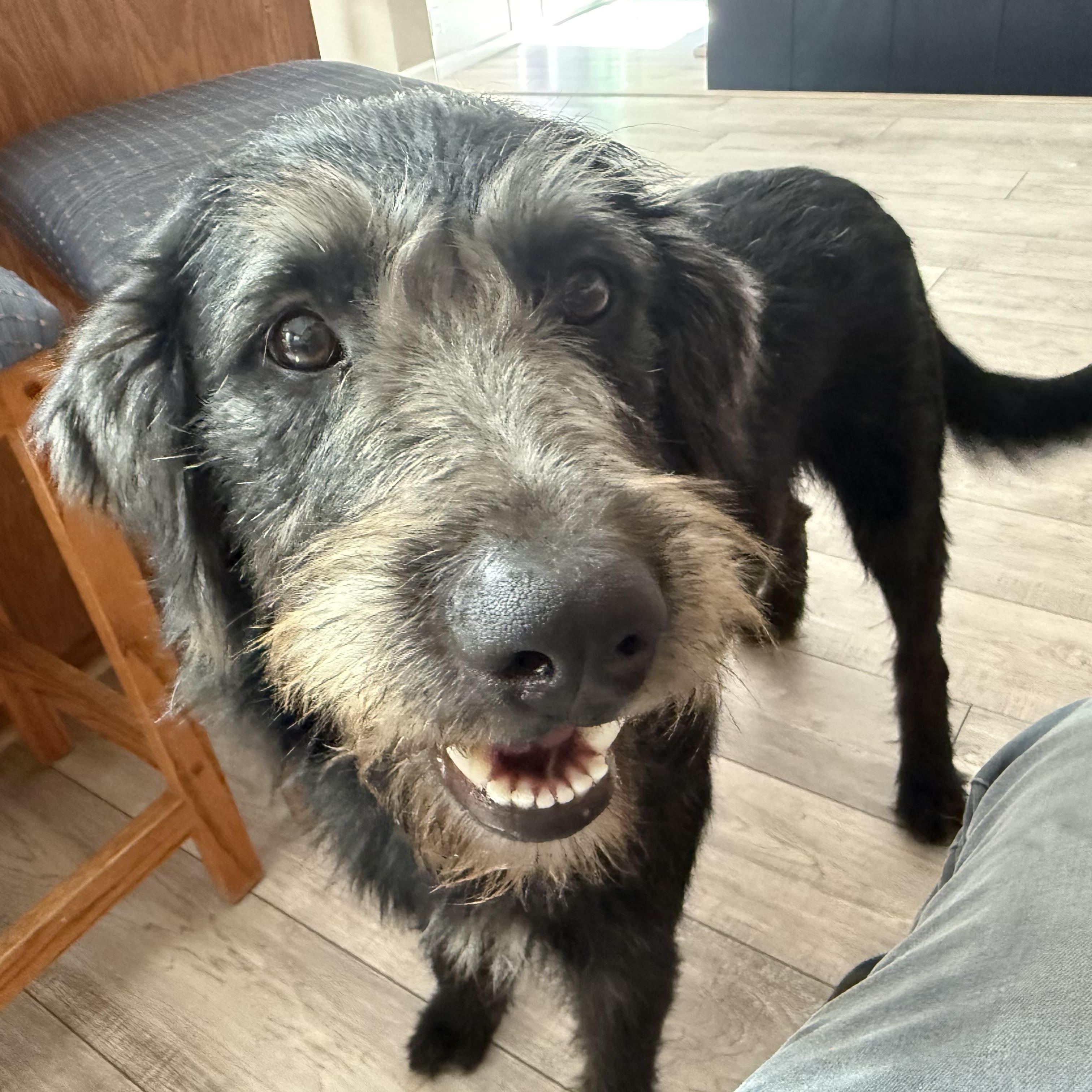 Winston, an adopted mixed breed in Pleasanton, CA image 2/5