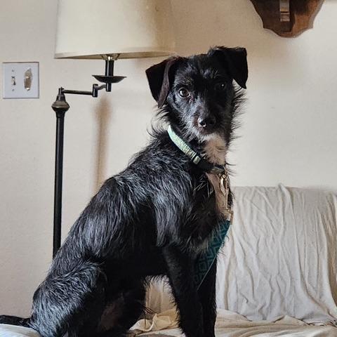 Enlarge Rocky Road, a Adoptable mixed breed in Tulsa, OK image 2/2