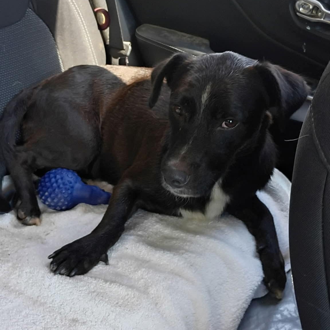 Enlarge Stud, a Adoptable mixed breed in Paramus, NJ image 5/6