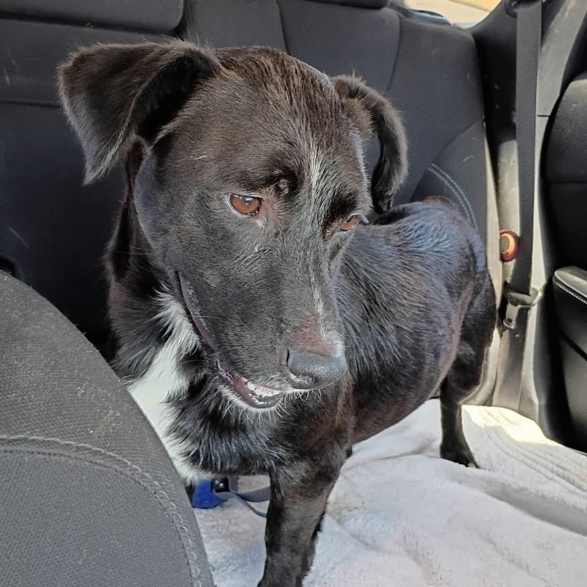 Enlarge Stud, a Adoptable mixed breed in Paramus, NJ image 1/6