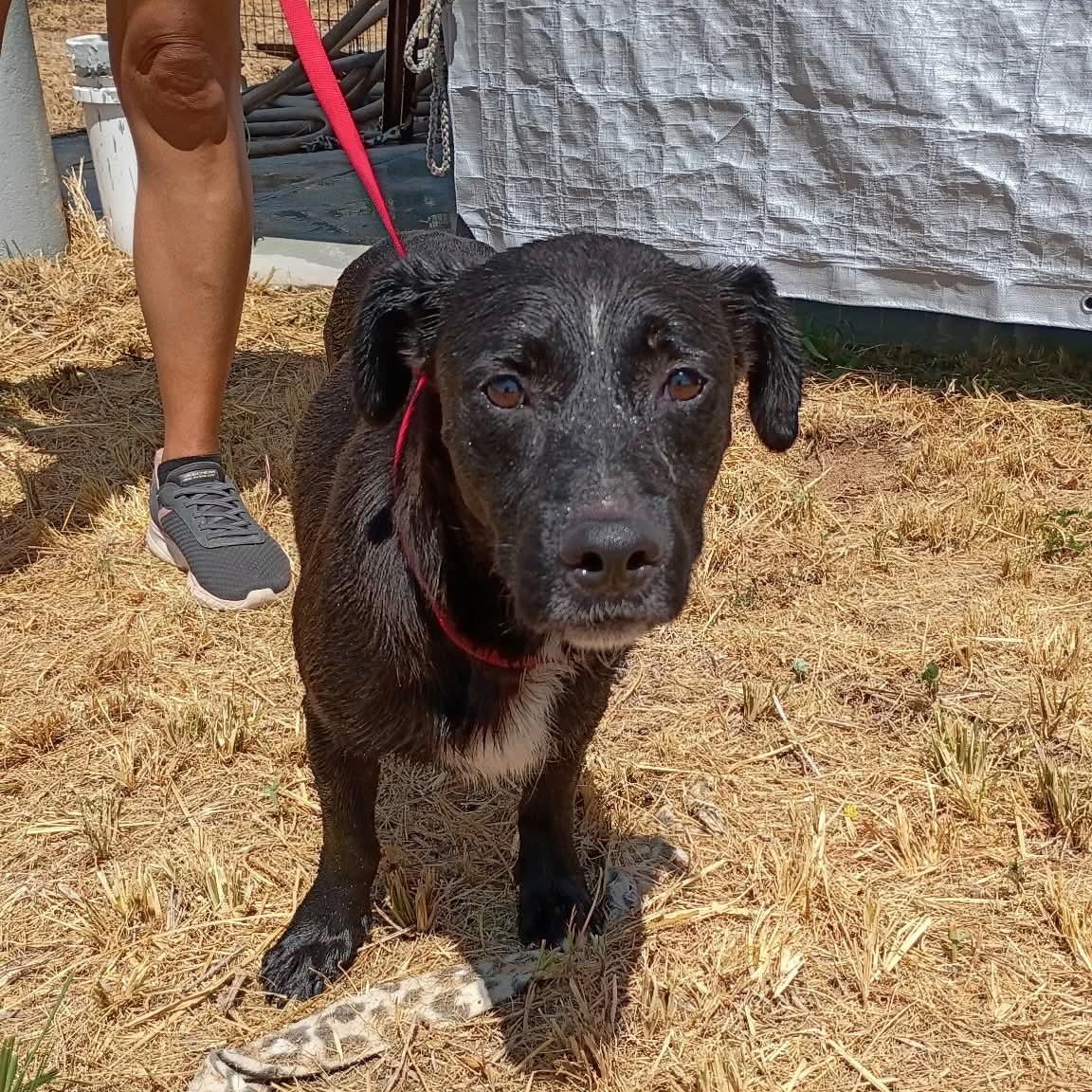 Enlarge Stud, a Adoptable mixed breed in Paramus, NJ image 2/6