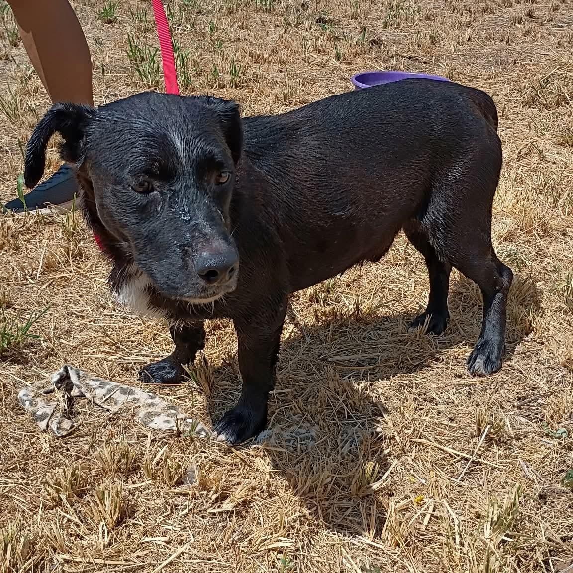 Enlarge Stud, a Adoptable mixed breed in Paramus, NJ image 4/6