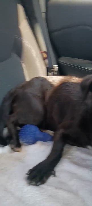 Enlarge Stud, a Adoptable mixed breed in Paramus, NJ video 6/6