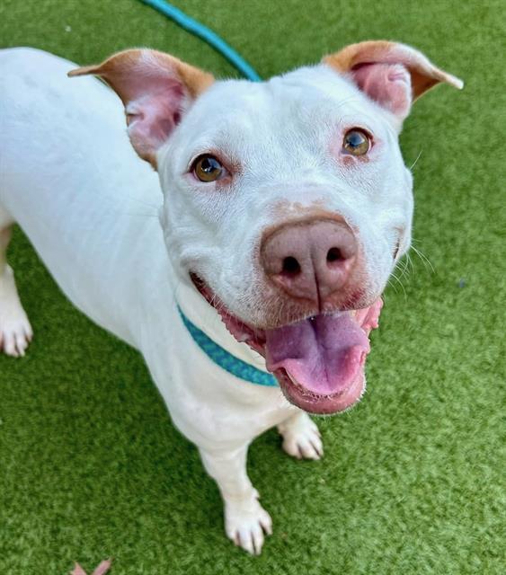 Enlarge MARSHMALLOW, a Adoptable mixed breed in Olivette, MO image 1/1