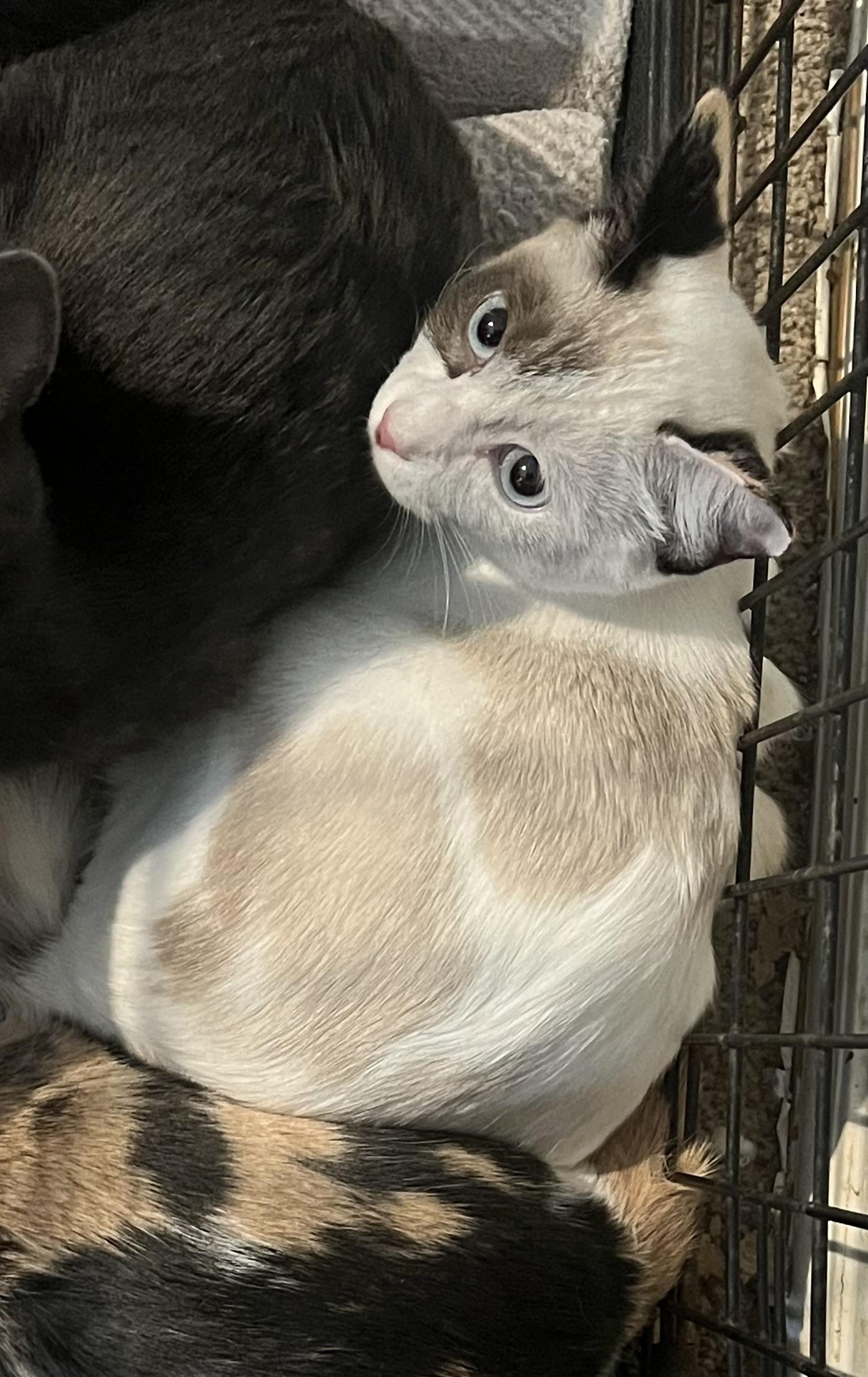 Zara, Adoptable, Young Female Domestic Short Hair.