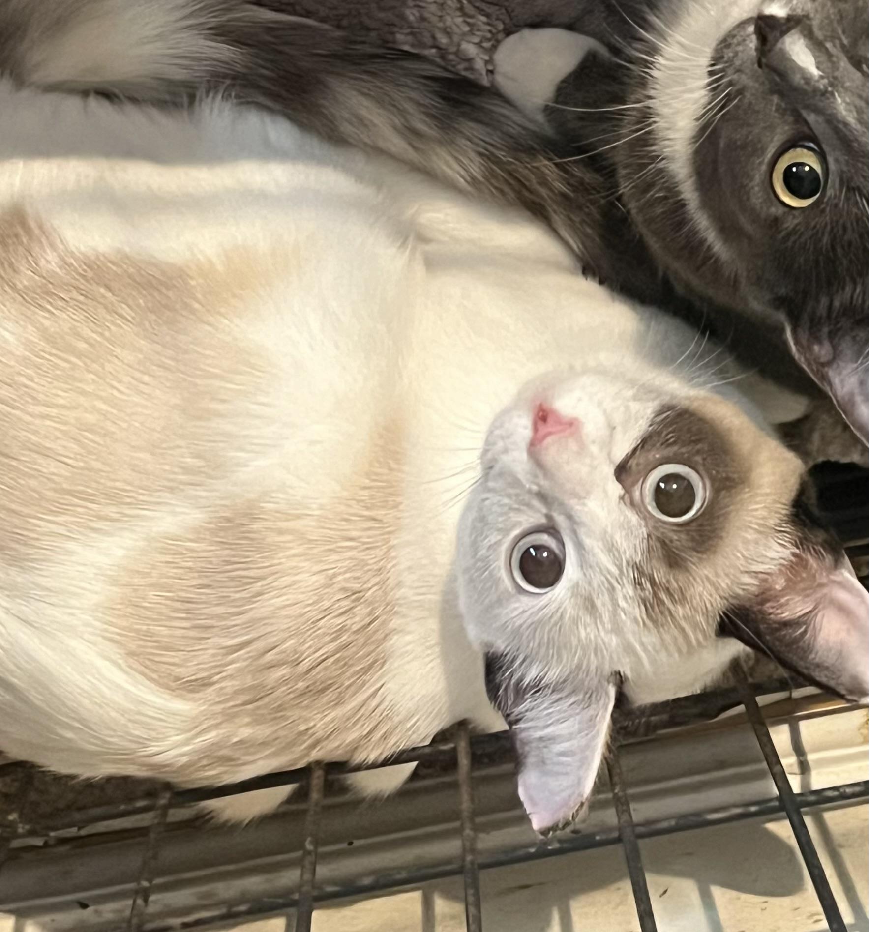 Zara, a Adoptable mixed breed in Youngstown, FL image 2/4