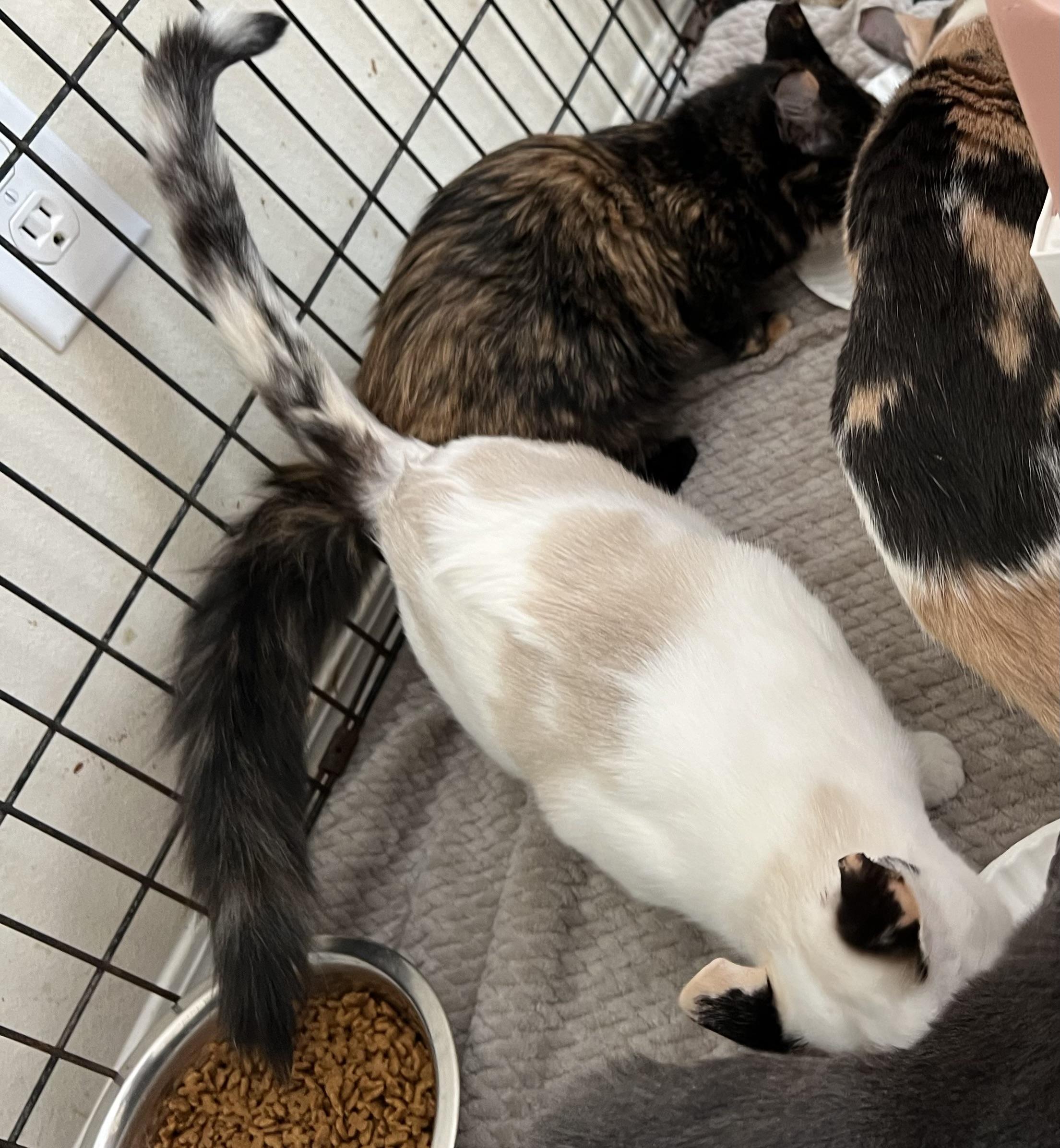 Zara, a Adoptable mixed breed in Youngstown, FL image 3/4