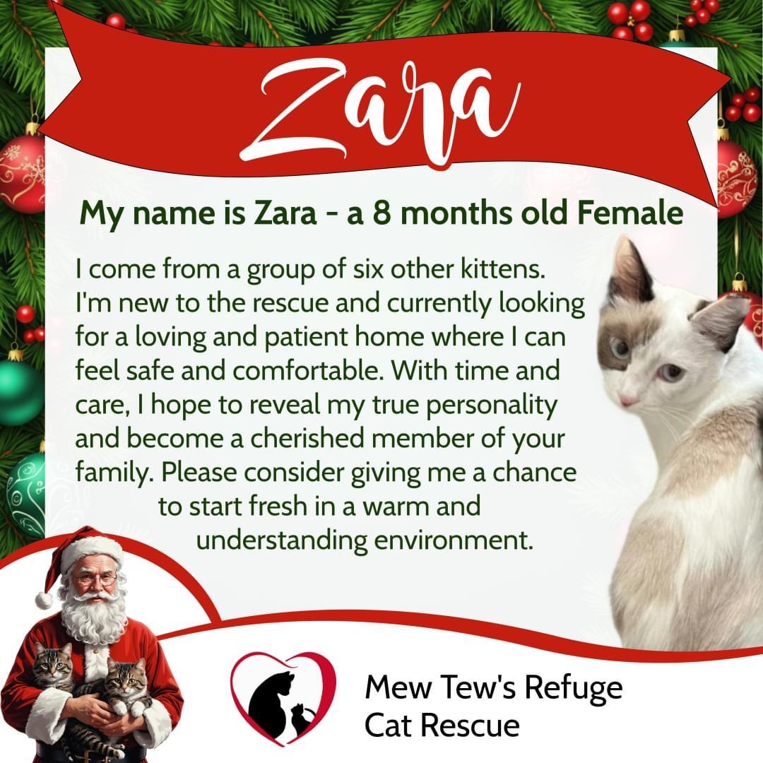 Zara, a Adoptable mixed breed in Youngstown, FL image 4/4