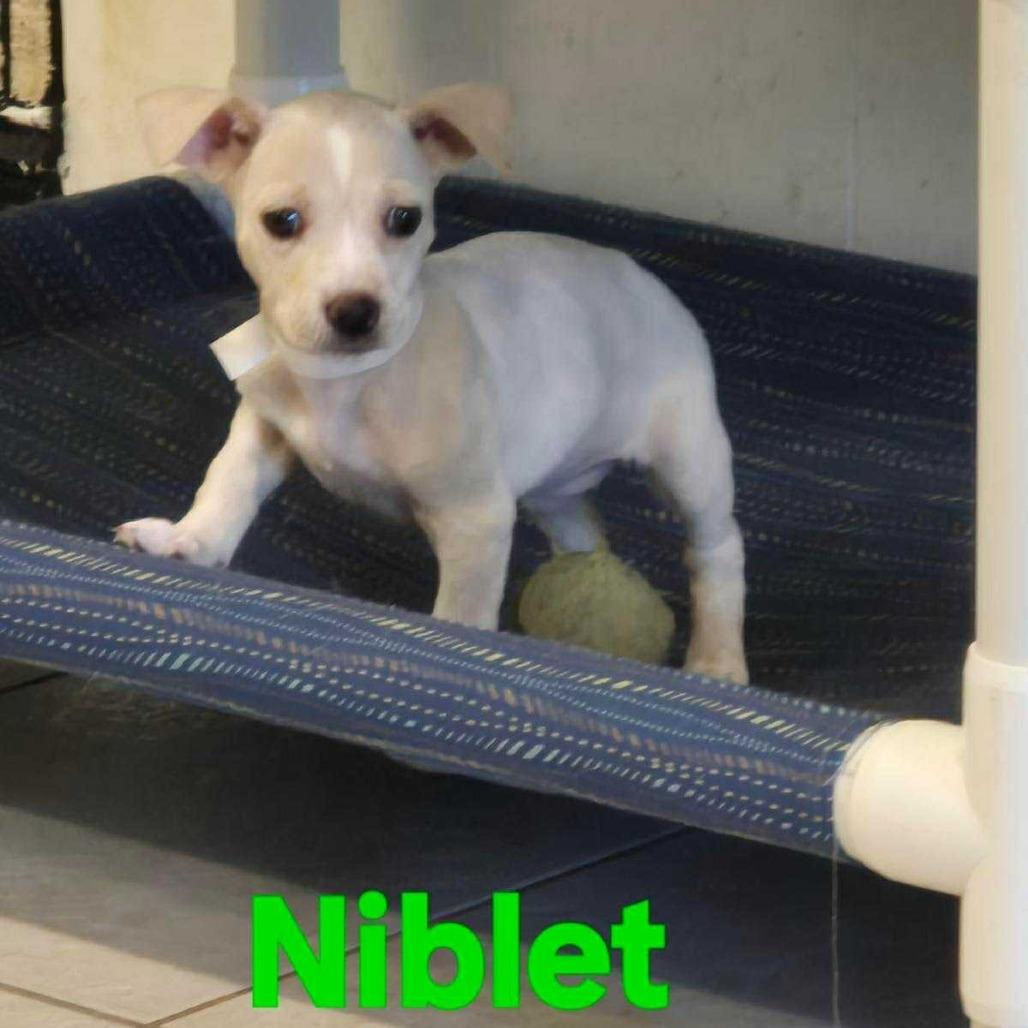 Niblet, Adoptable, Puppy Female Chihuahua.