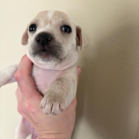 Niblet, a Adoptable Chihuahua in Katy, TX image 2/2