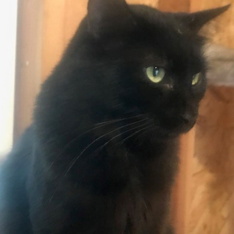 Shadow, a Adopted mixed breed in Haltom City, TX image 1/4