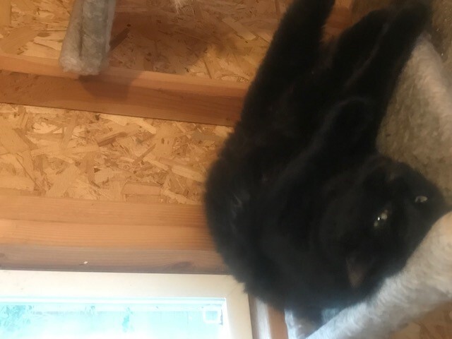 Shadow, a Adopted mixed breed in Haltom City, TX image 2/4