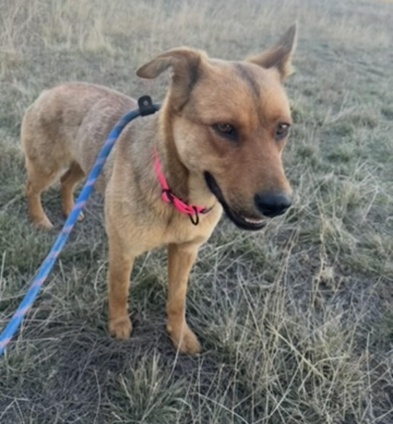 OD, an adoptable Mixed Breed in Havre, MT, 59501 | Photo Image 2
